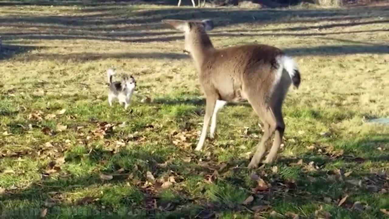 Funniest Animals