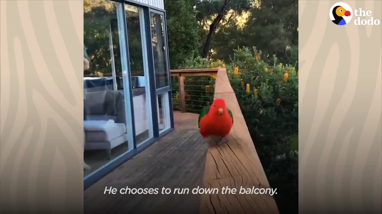 Red Parrot Brings Girlfriend Over To Meet