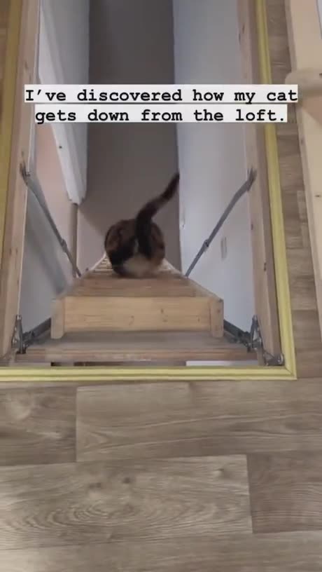 Cat has a Genius Way to Go Downstairs! #catlife #funnycats #catshorts