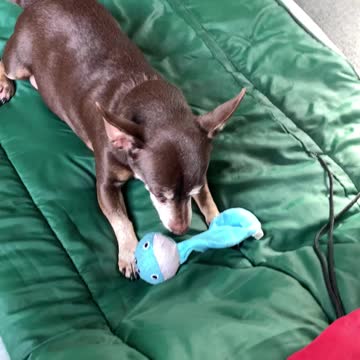 Ply time with the siblings