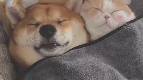 CUTE Dog & Cat Dogs and Cats are Best Friends doing Funny things together