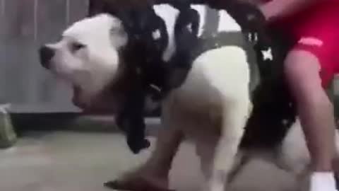 World's Biggest Dog #1 Dogo Argentino