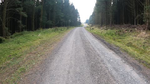 Walking in the woods. Speedlapse. GoPro