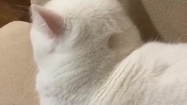 Mimi doesn't know it will lose its hair. It just wants to rub you