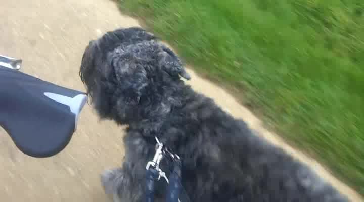 Bouvier des Flandres - Biking