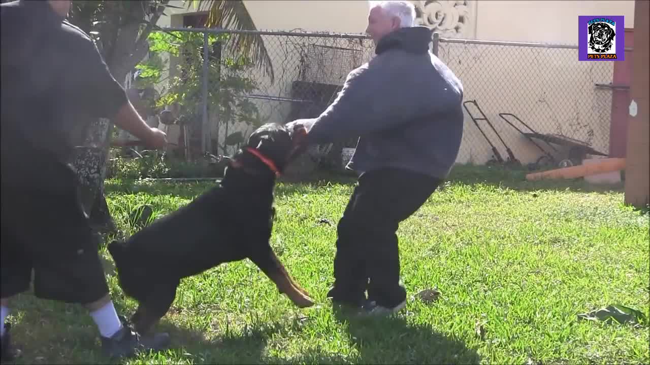 How to train your dog to be aggressive in 7 days