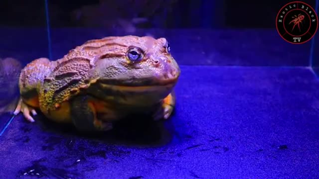 African Bullfrog vs Big Scorpions