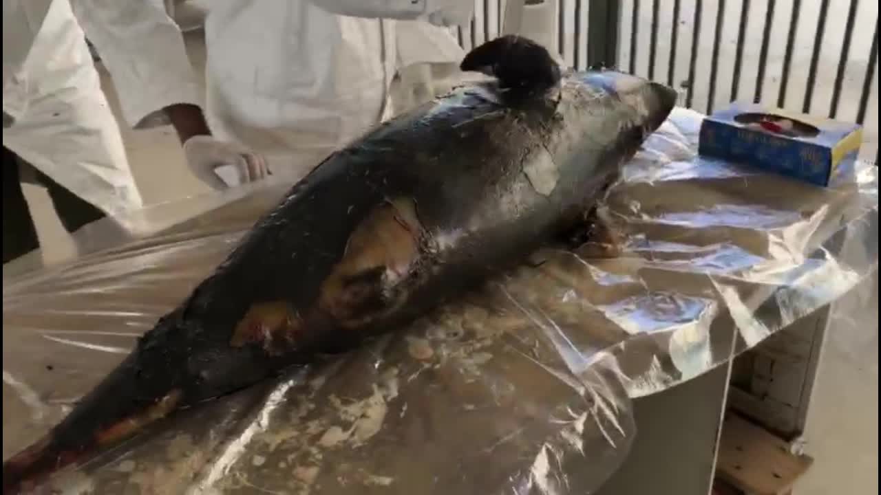 Dissection of finless porpoise