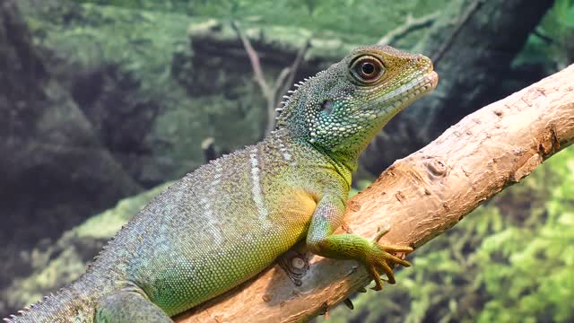 The moment a chameleon changes the color of its skin