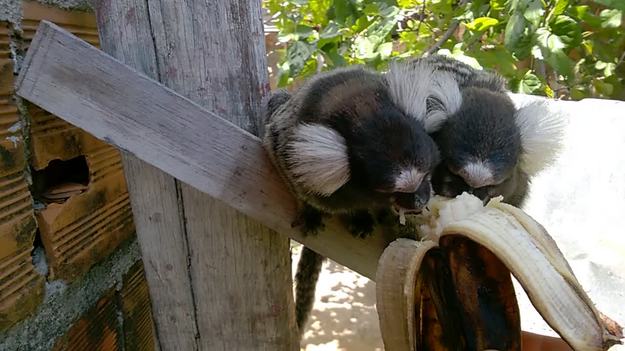 I fed marmoset monkeys banana-Praia de Ponta de Lucena-Lucena-Paraíba-Brazil/ Mrs Maria with fear.