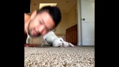 Dog doing push -ups with his owner