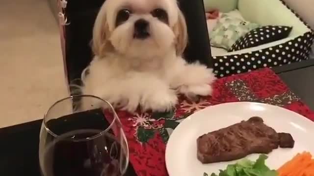 The dog had a big dinner on her birthday