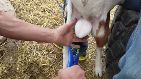Goat Banding 1