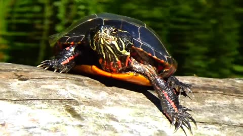 Painted Turtles