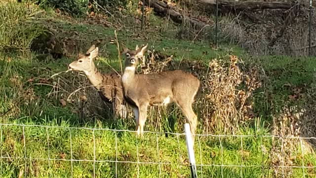 Deer staring funny