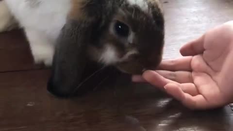 cute rabbit