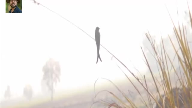 cute Bird sitting on thin branch