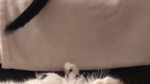 Fluffy white cat plays with black cat tail