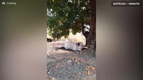 Pug e gato andam de tirolesa no campo