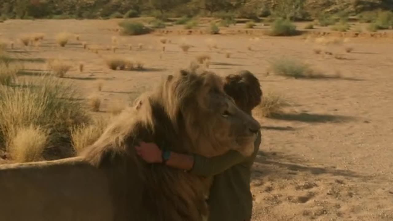 Love of a lion