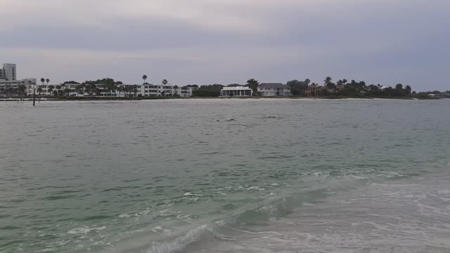 Dolphin in Florida