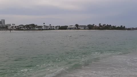Dolphin in Florida