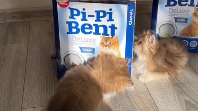 Cute baby kitten cat waiting for food #Cat