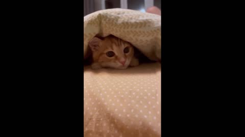 Cute and Funny Pet Video (Cat, Dog and friend’s videos)