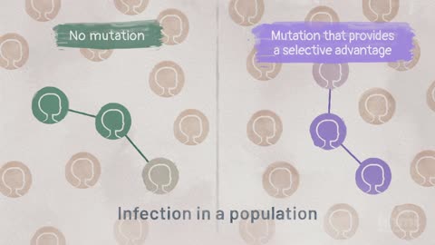 Corona Virus Evolution