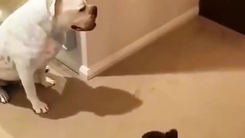 Can You Beat me, Big Doggy