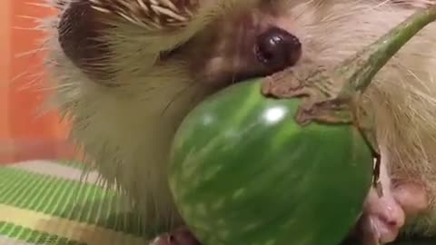 hedgehog sleeping with his favorite fruit