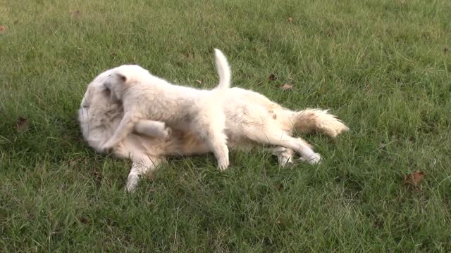 Warning: potential dangerous dose of puppy cuteness