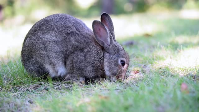 close-up video of a rabbit eating grass