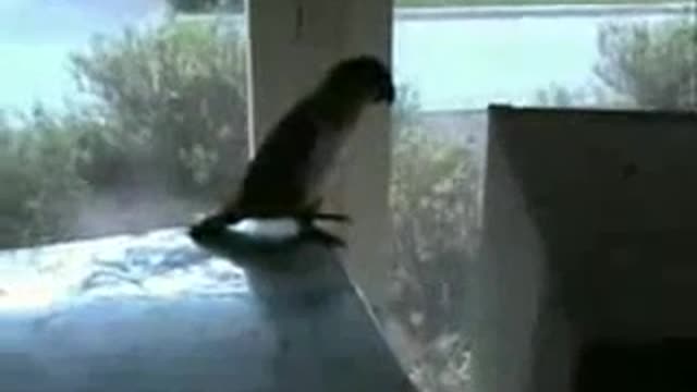 Crazy Parrot Jumping Hard