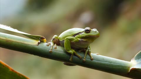 very beautiful frog