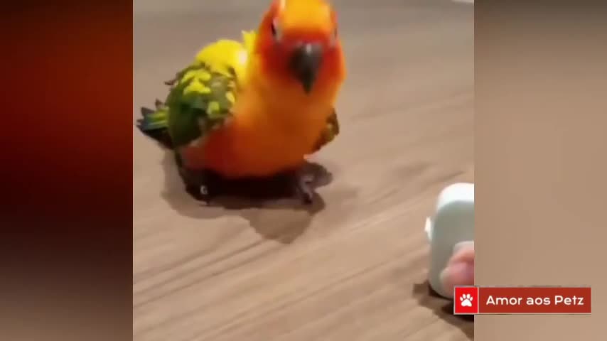 Dancing parakeet