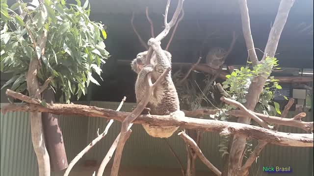 Recopilacion koala