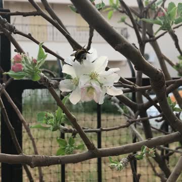 The bee is doing his daily job