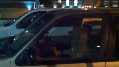 Dog Honks Horn in the Parking Lot