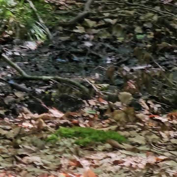 Have you ever heard about the elusive Mud-Slug? #mockumentary