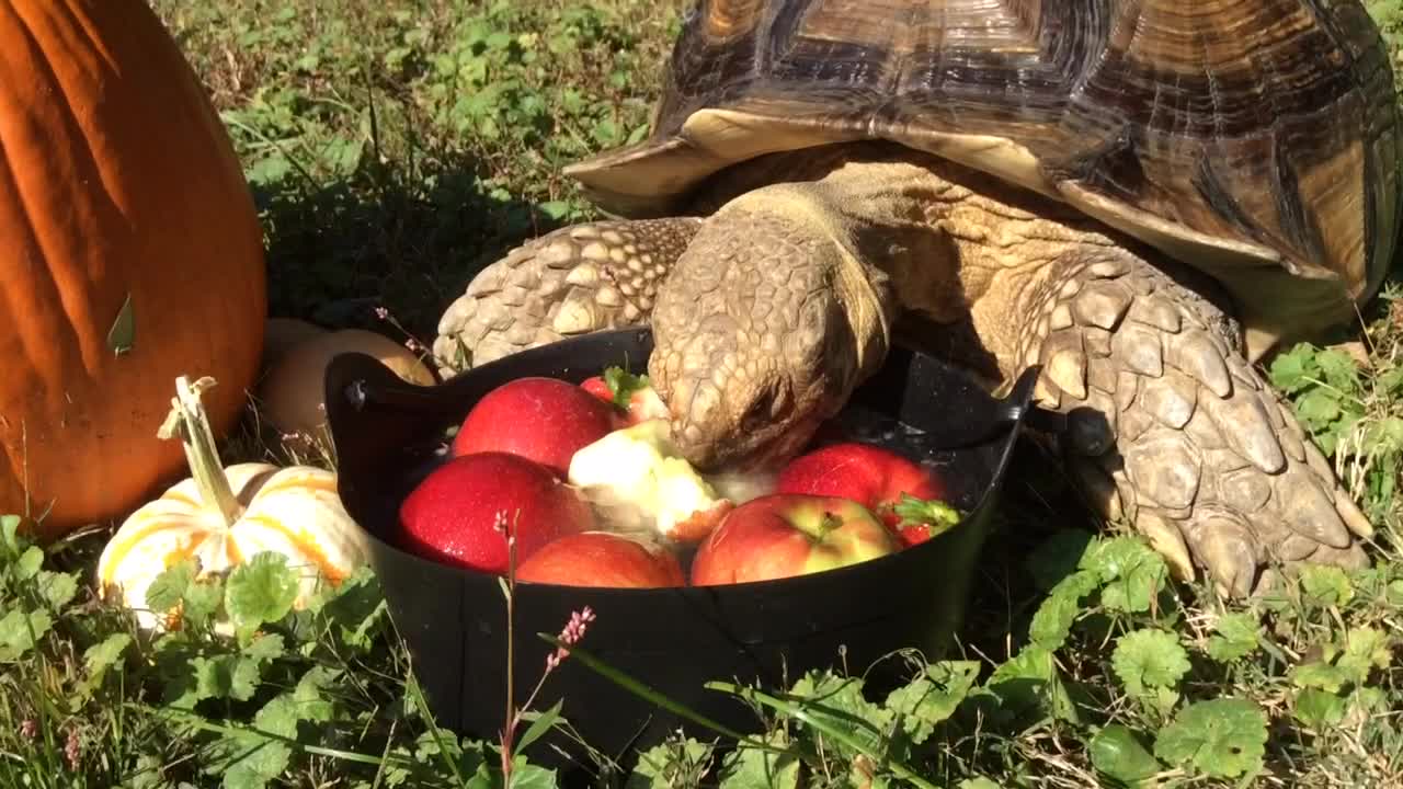 Bob the Tortoise bobs for apples