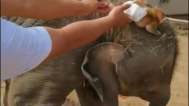 The baby baboon rides on the head of an elephant