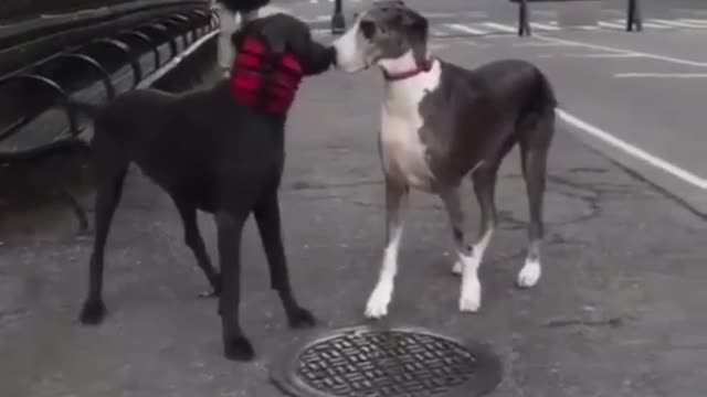 Two dogs are meeting after many years.🙂😊