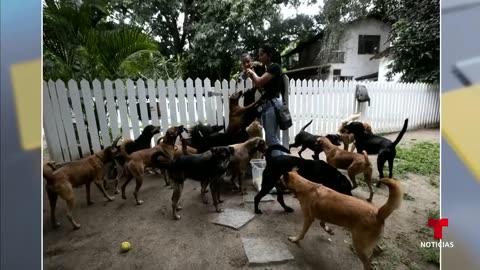 El perro caramelo se convierte en un nuevo símbolo de Brasil | Noticias Telemundo