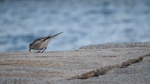 birds-blue-tit-plumage-songbird