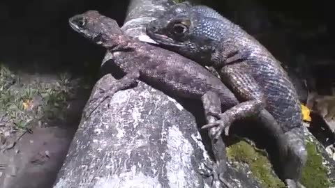 Lagartixa quer se acasalar com a fêmea, está louco de amor e tesão! [Nature & Animals]