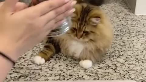 Very intelligent cat