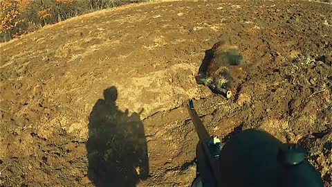 Wild boar attack / Wildlife hunting / Hunting attack.