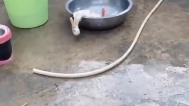 Can't stop laughing animals 🐈😺 Cute #37💋🥺