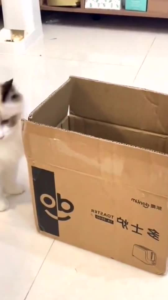 why do cats like cardboard boxes?